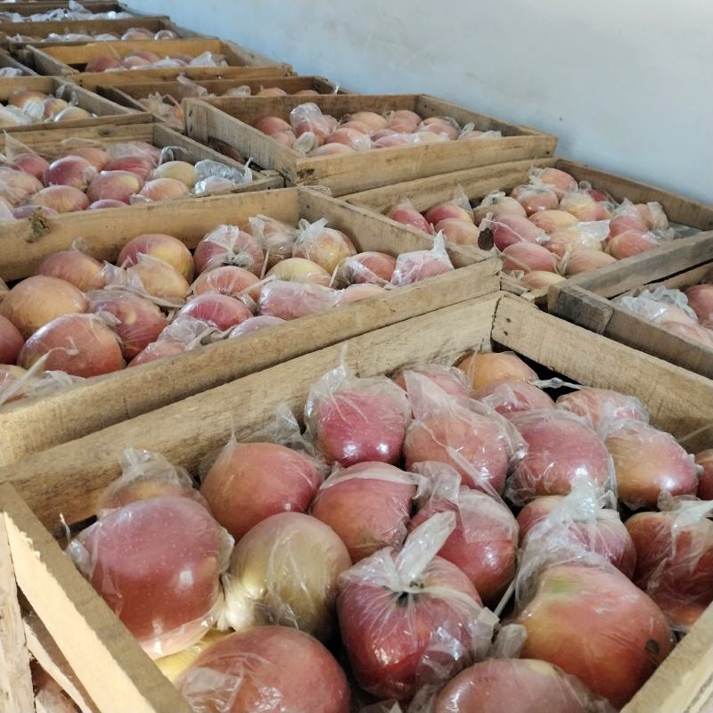 砀山红富士大量上市中，品质好数量大翠甜耐运输