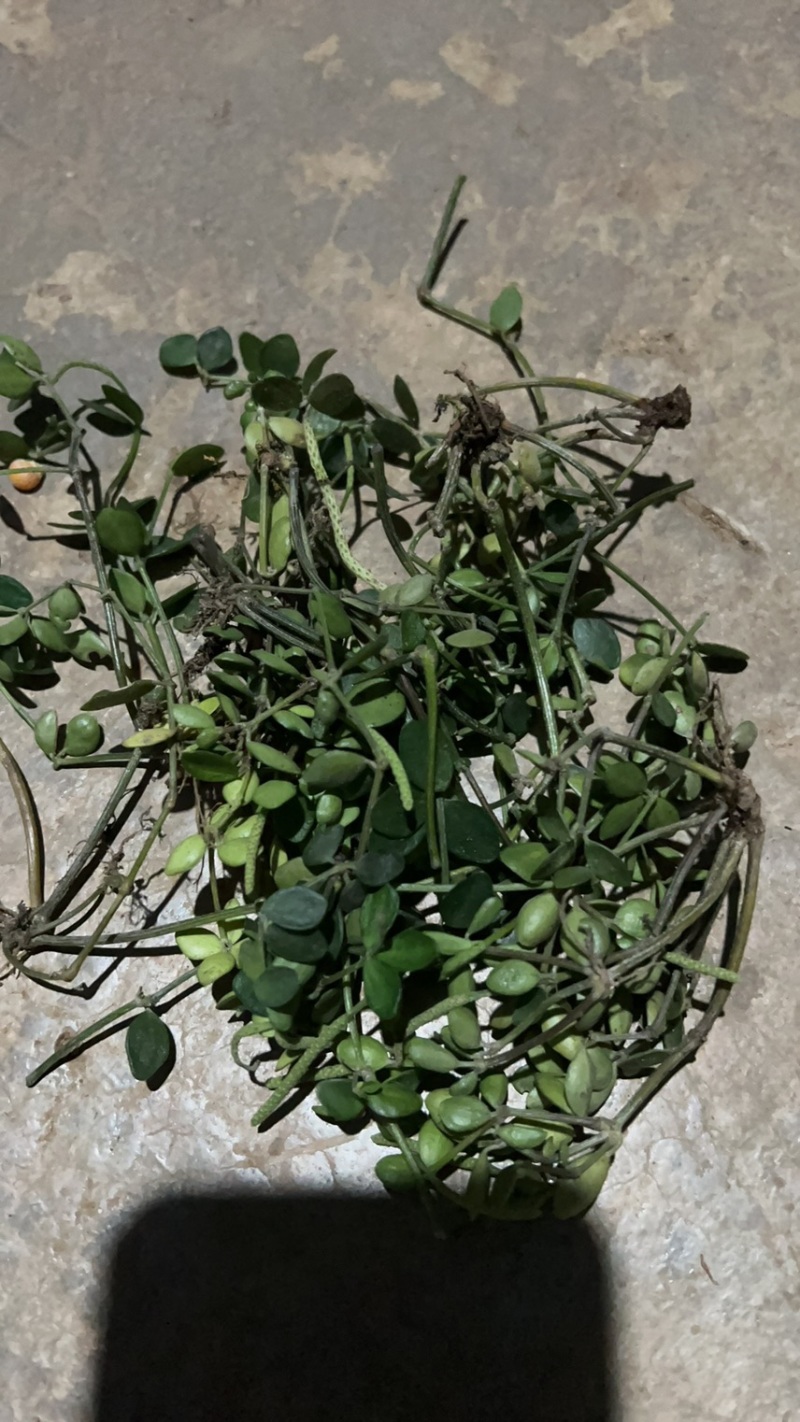 石蝉草云南野生货产地直发量大从优需要的提前预定