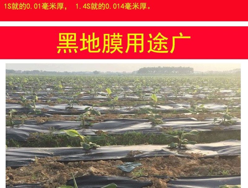 黑地膜农用黑膜白膜果园除草膜保温保湿蔬菜塑料薄膜种植加厚