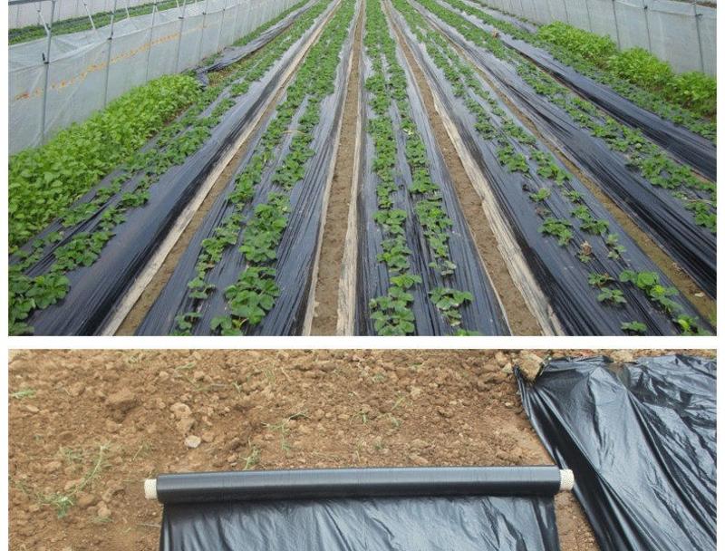 黑地膜农用黑膜白膜果园除草膜保温保湿蔬菜塑料薄膜种植加厚