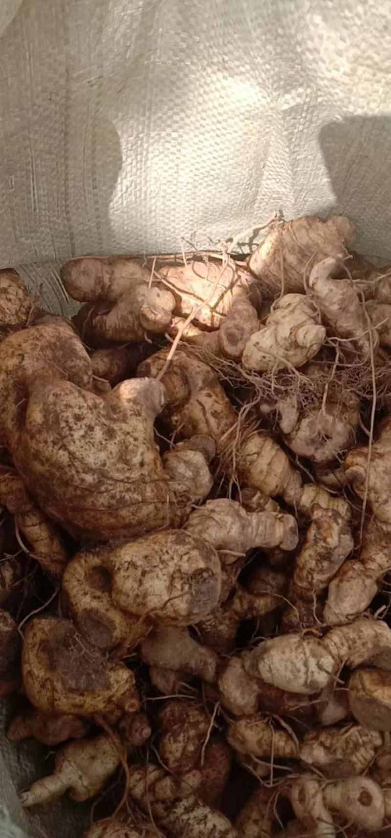 鸡头黄精，鲜货大块茎大量有货一手货源量大从优，