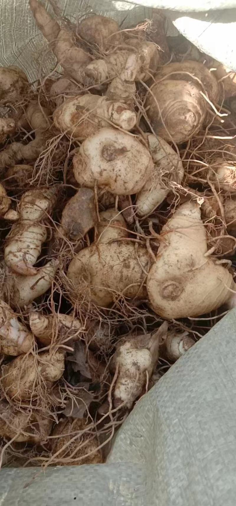 鸡头黄精，鲜货大块茎大量有货一手货源量大从优，