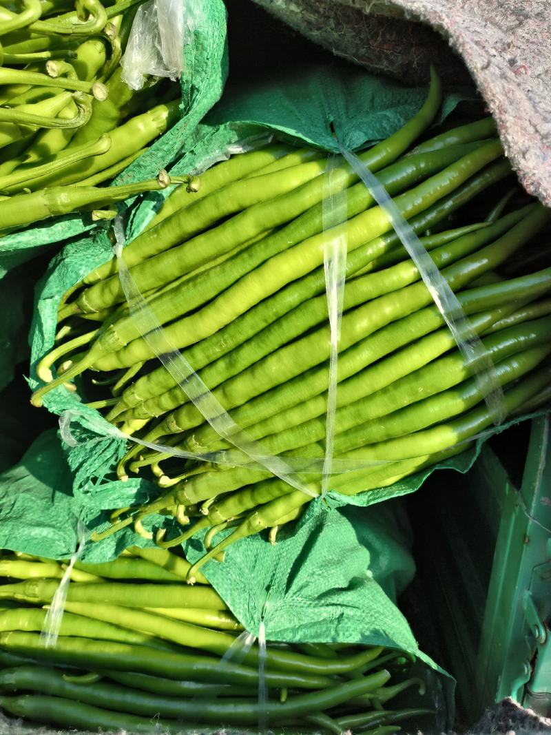 青州蔬菜尖椒圆椒线椒螺丝椒茄子大量现货