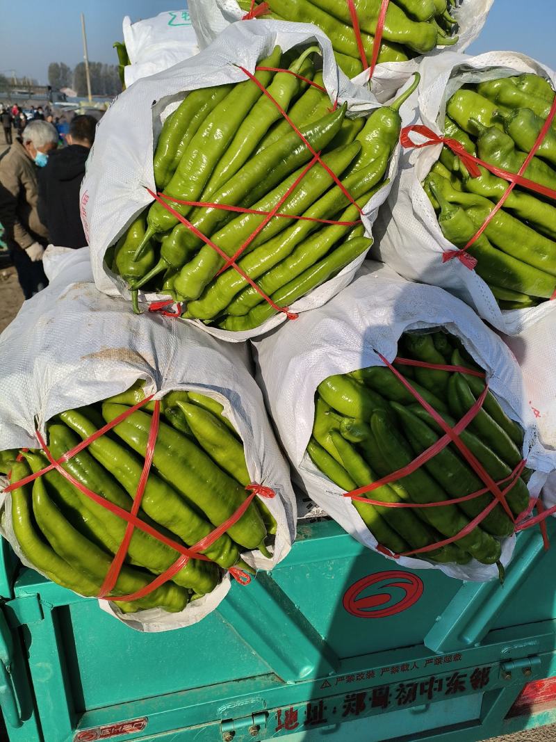 青州蔬菜尖椒圆椒线椒螺丝椒茄子大量现货
