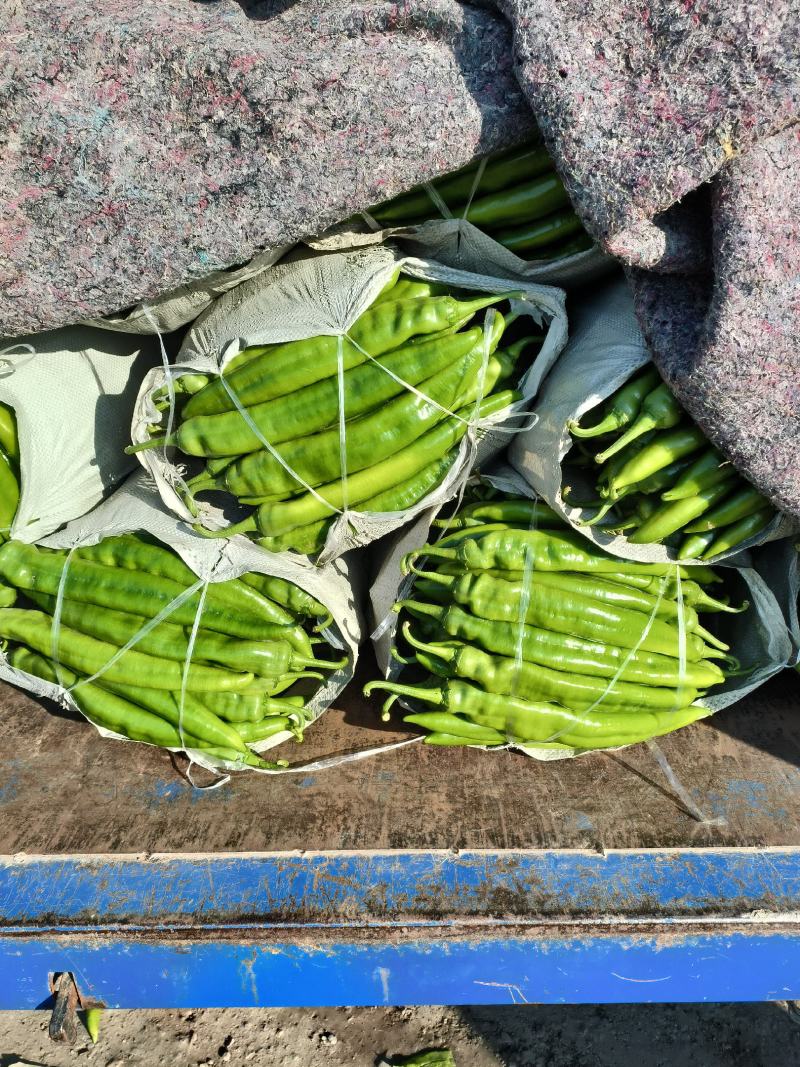 青州蔬菜尖椒圆椒线椒螺丝椒茄子大量现货