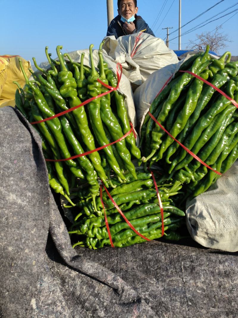 青州蔬菜尖椒圆椒线椒螺丝椒茄子大量现货