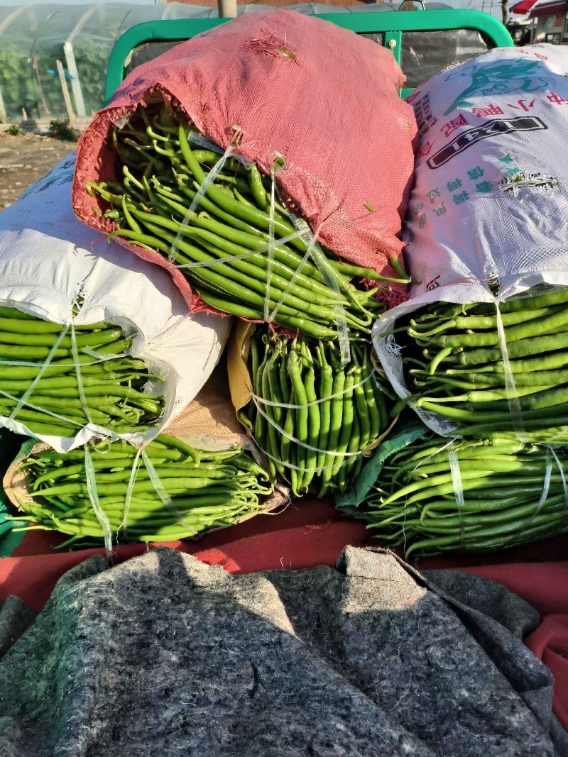 青州蔬菜尖椒圆椒线椒螺丝椒茄子大量现货