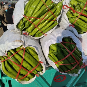 青州蔬菜尖椒圆椒线椒螺丝椒茄子大量现货