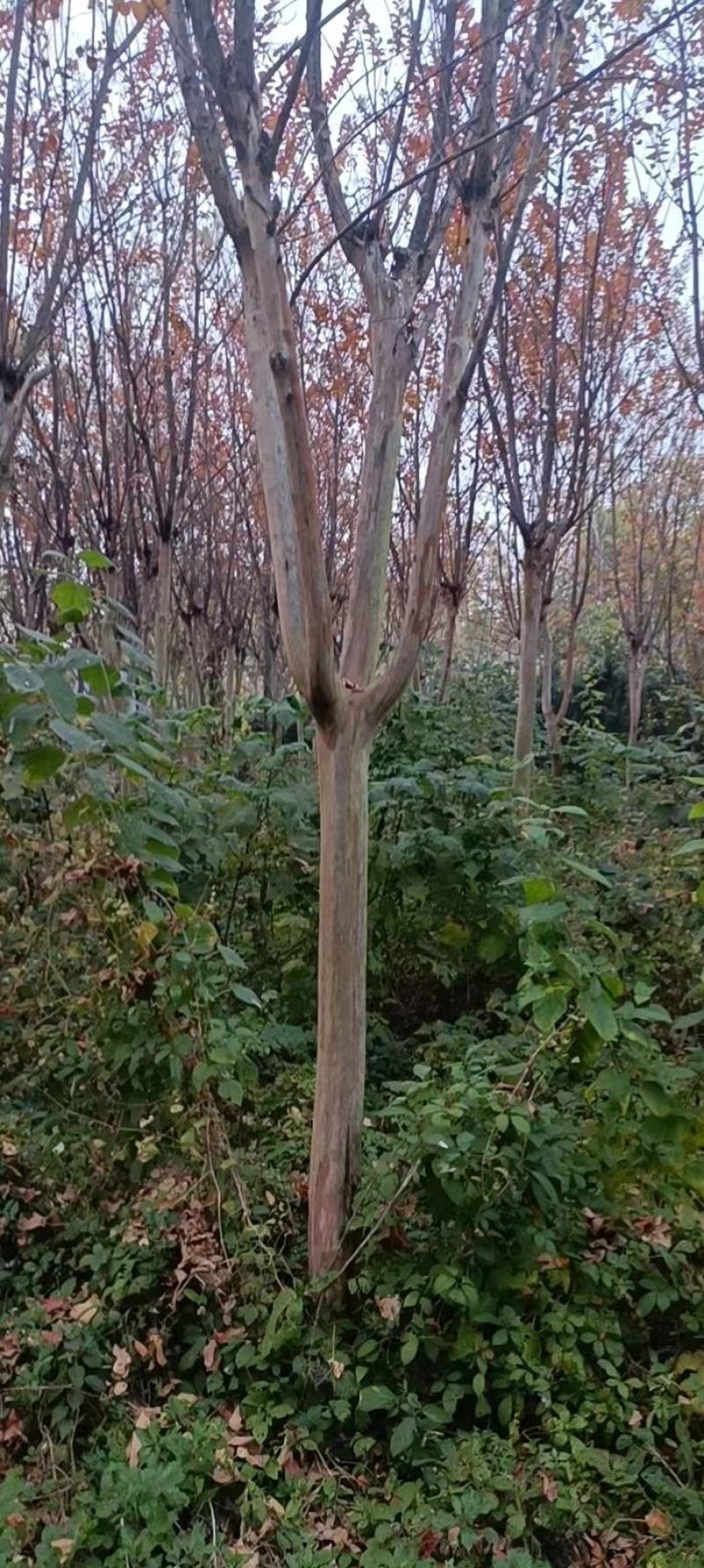 【牛商商家】紫薇基地发货，量大从优，欢迎客商来选购
