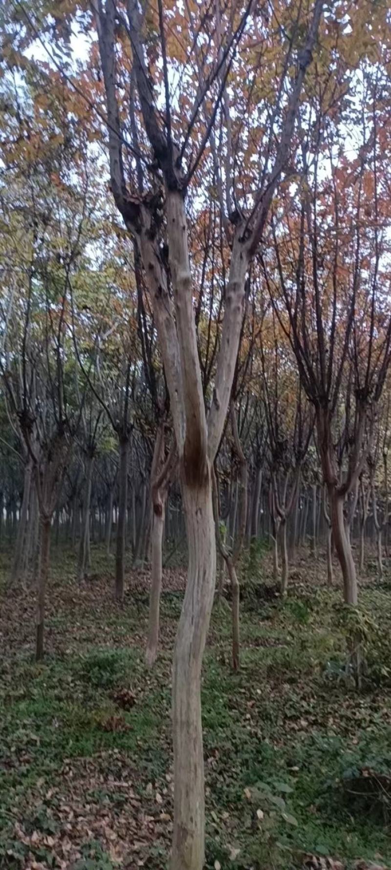 【牛商商家】紫薇基地发货，量大从优，欢迎客商来选购