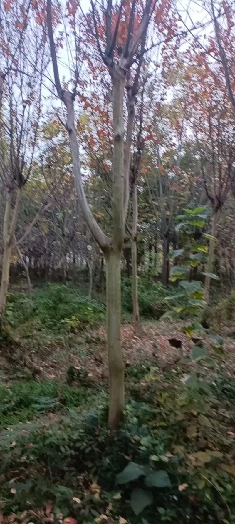 【牛商商家】紫薇基地发货，量大从优，欢迎客商来选购