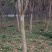 【牛商商家】紫薇基地发货，量大从优，欢迎客商来选购