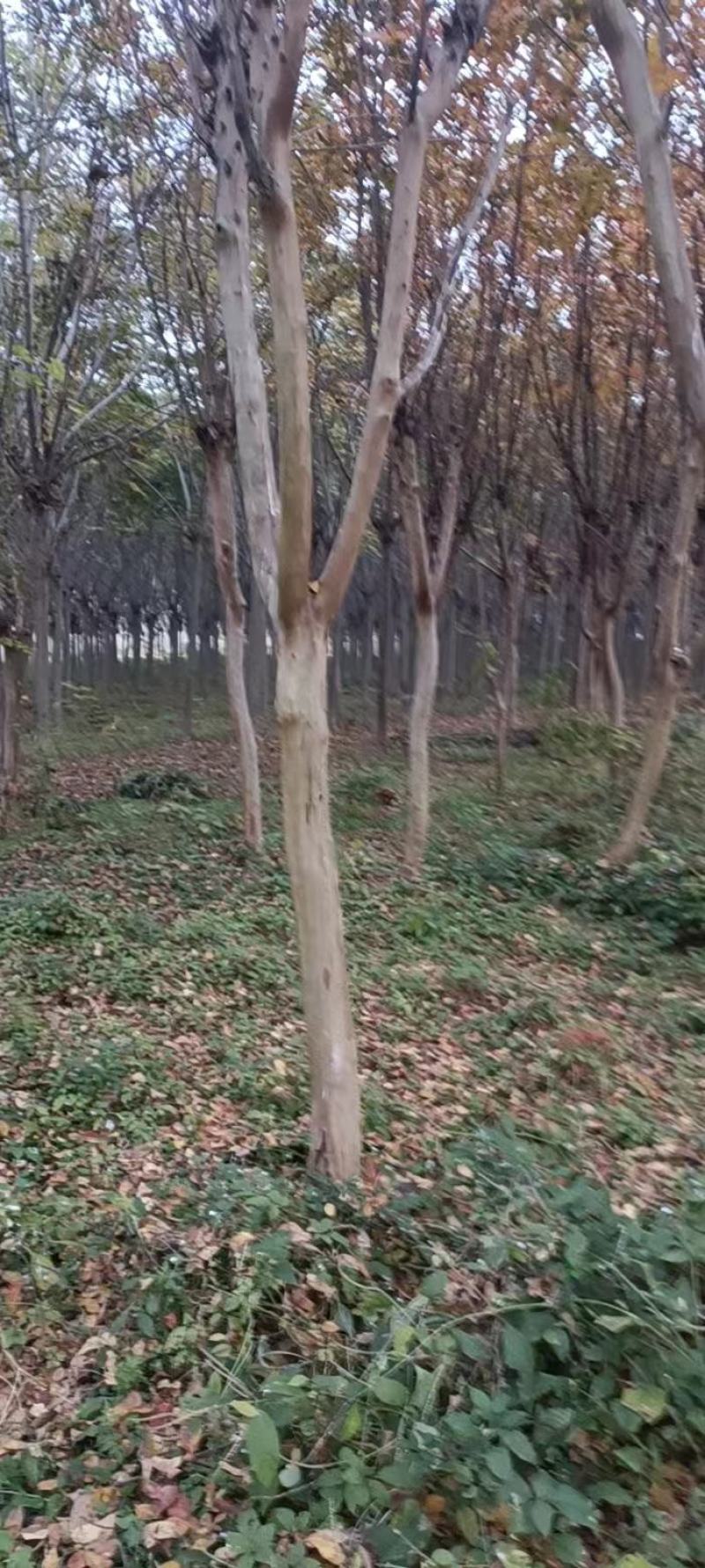 【牛商商家】紫薇基地发货，量大从优，欢迎客商来选购