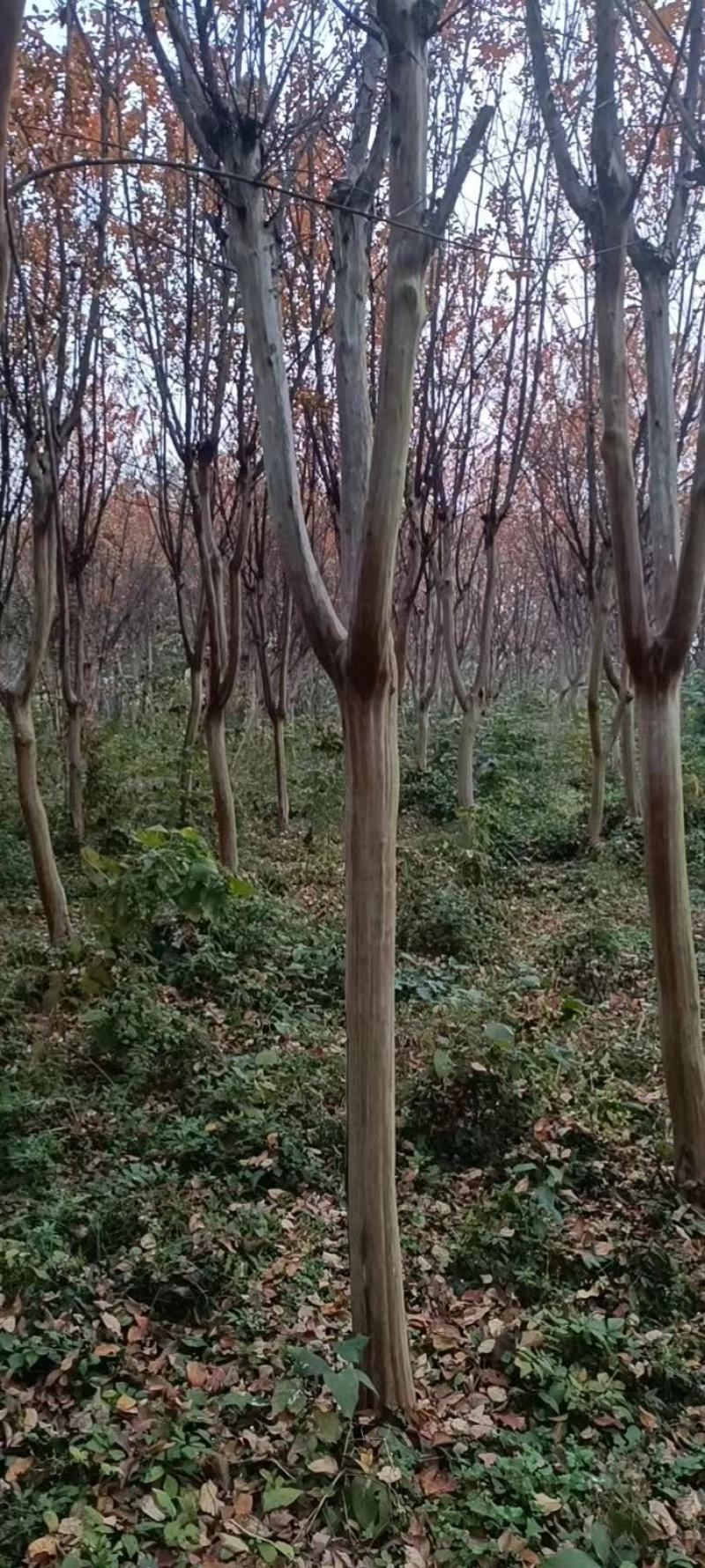 【牛商商家】紫薇基地发货，量大从优，欢迎客商来选购