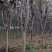 【牛商商家】紫薇基地发货，量大从优，欢迎客商来选购