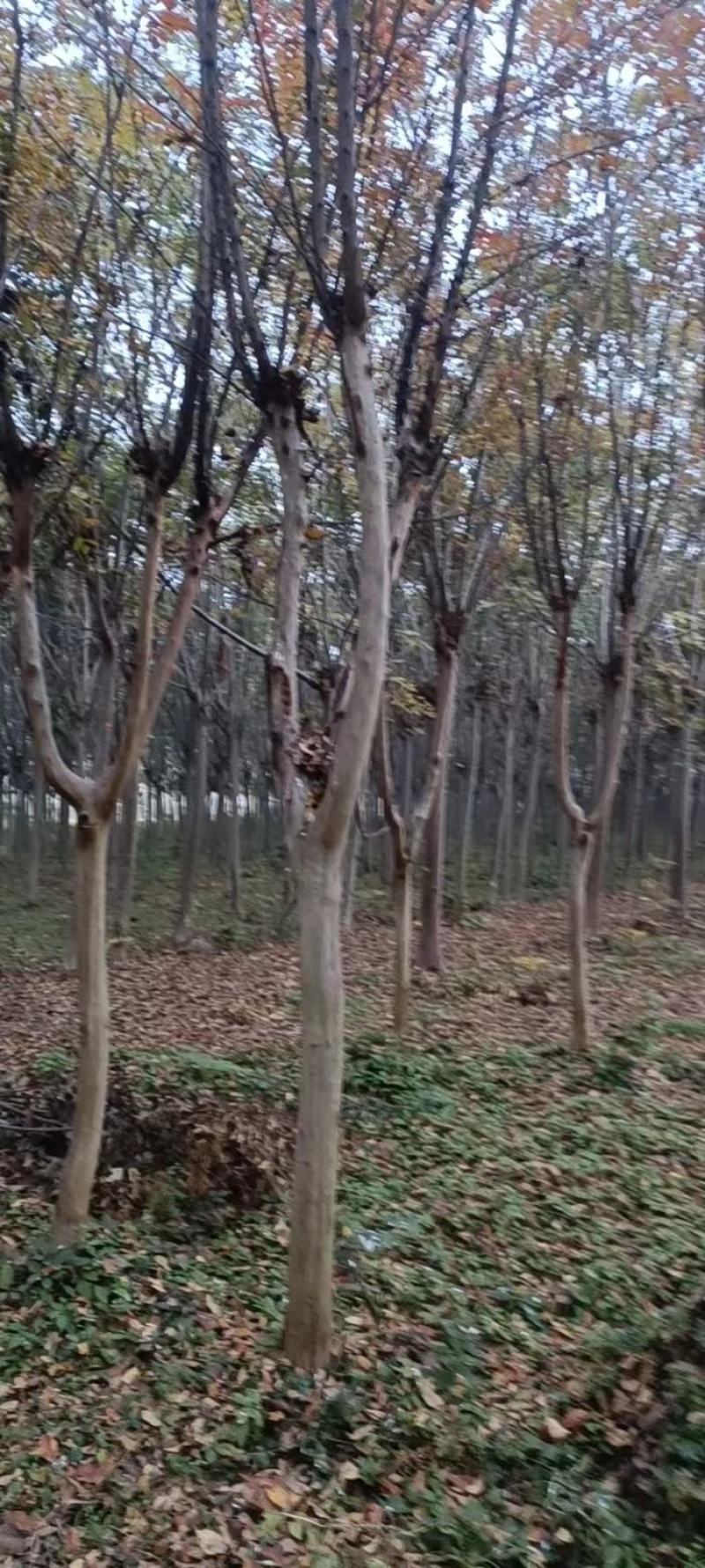 【牛商商家】紫薇基地发货，量大从优，欢迎客商来选购