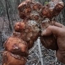 广东本地土茯苓新鲜货