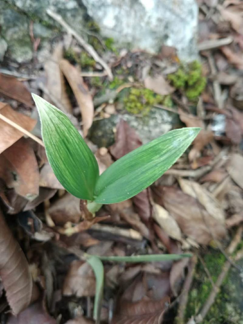 广西山卡卡里的磨砂兔耳兰艺草