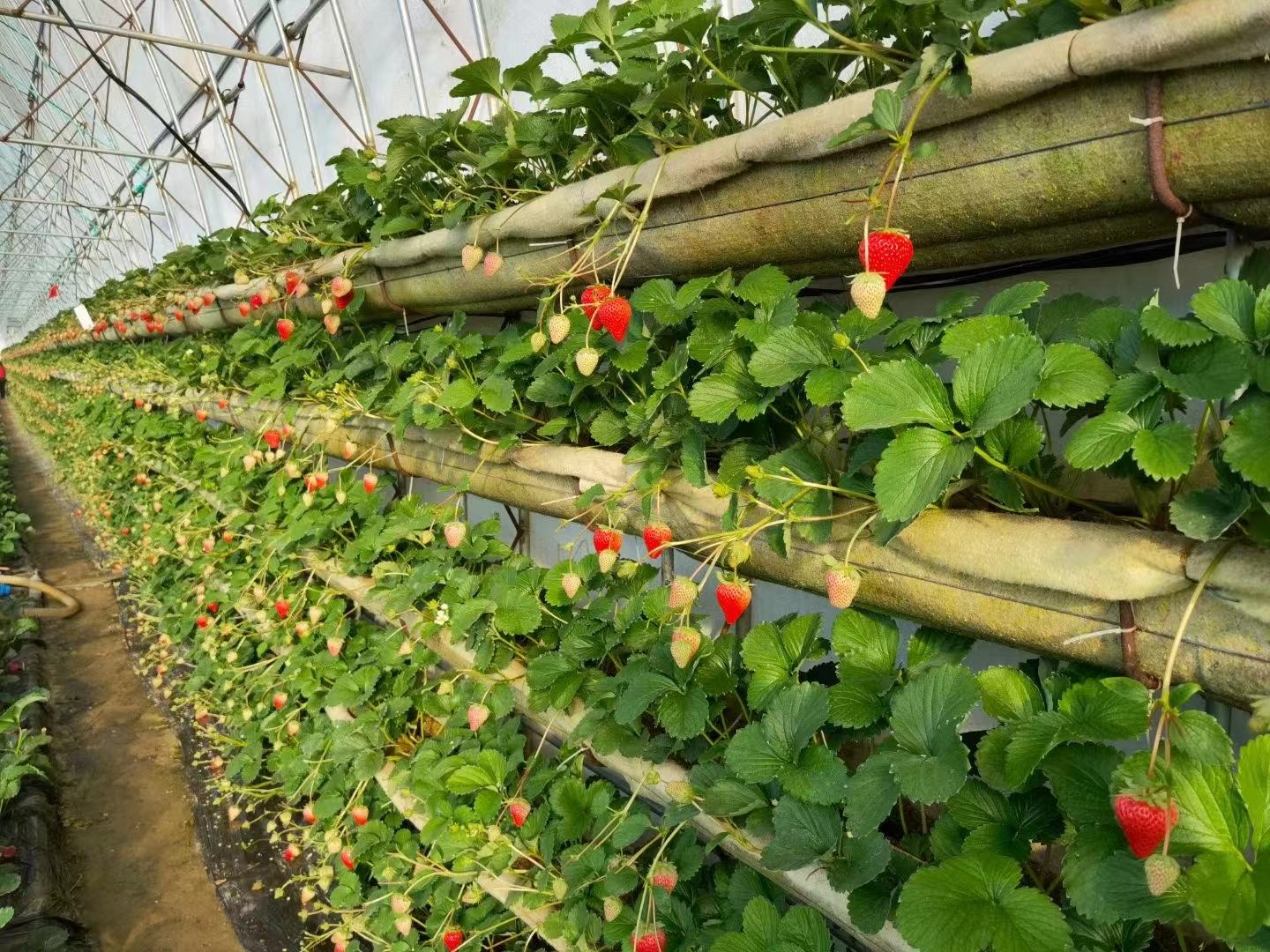 红颜草莓种植大棚