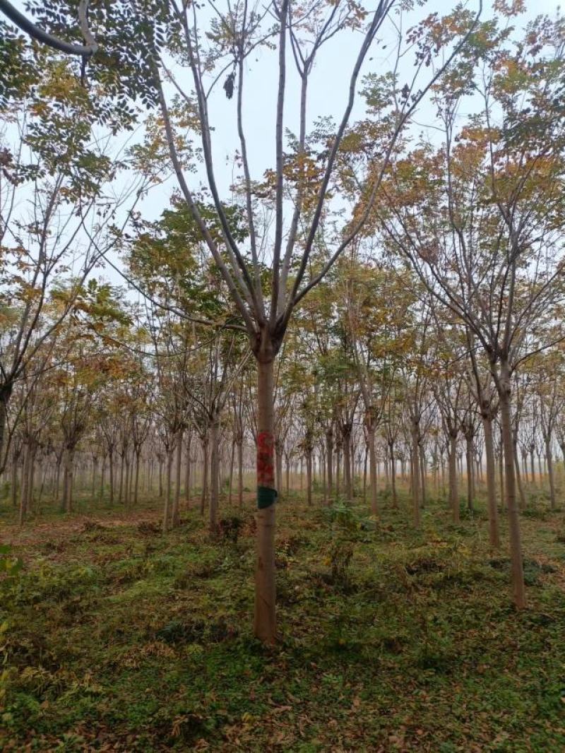 江苏徐州栾树基地出售中，量大从优，欢迎选购