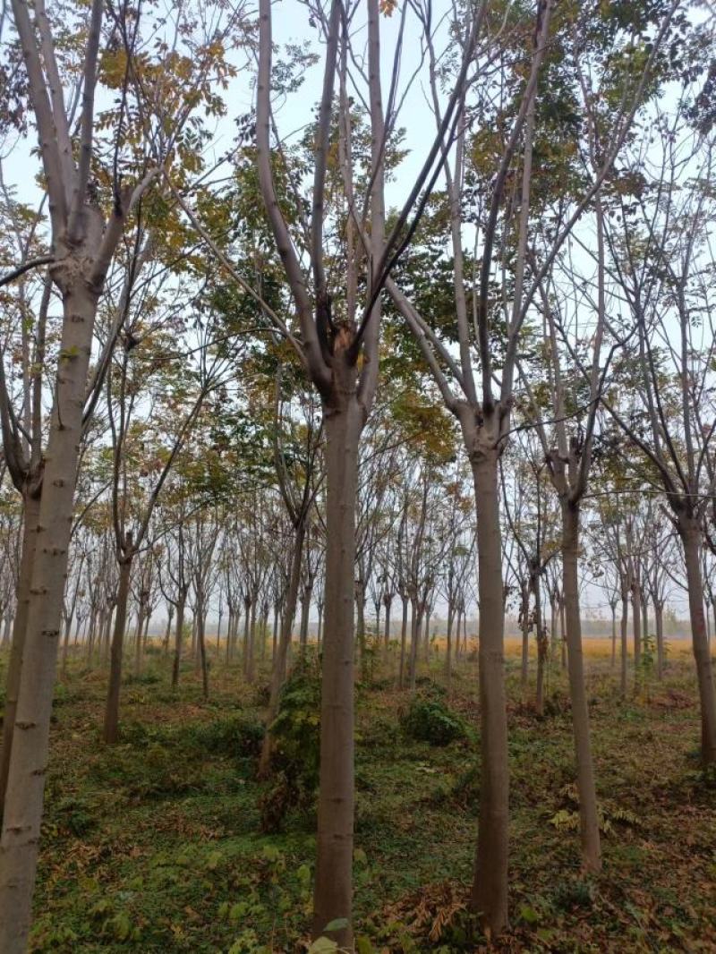 江苏徐州栾树基地出售中，量大从优，欢迎选购