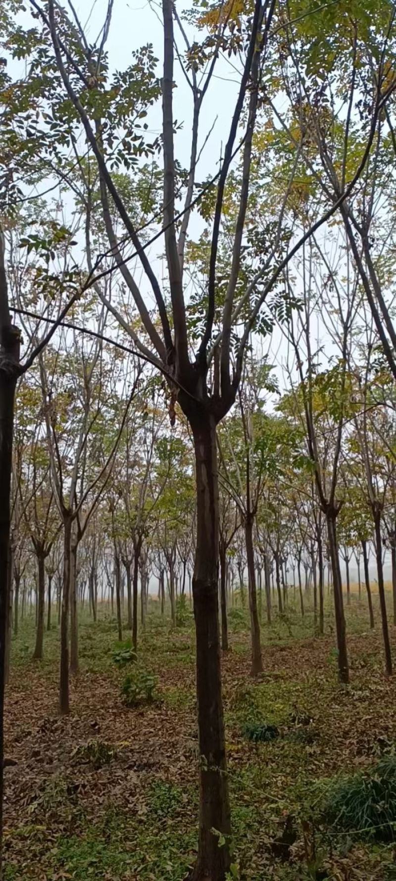 江苏徐州栾树基地出售中，量大从优，欢迎选购