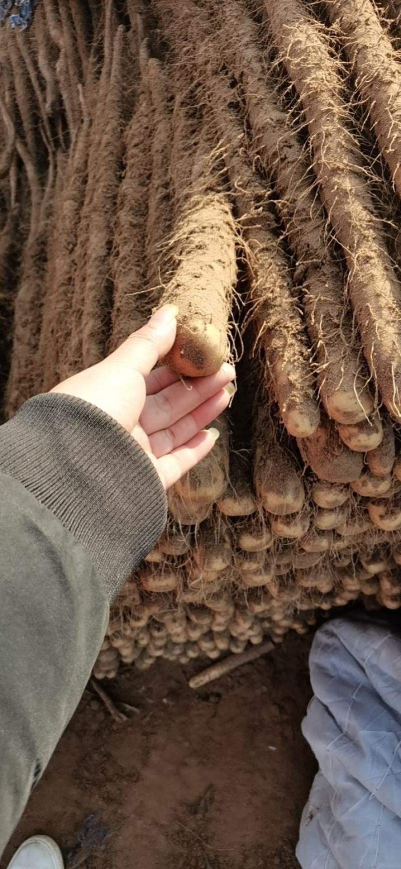 铁棍山药，河北临漳，打捆现货质量保证，可实地看货对接