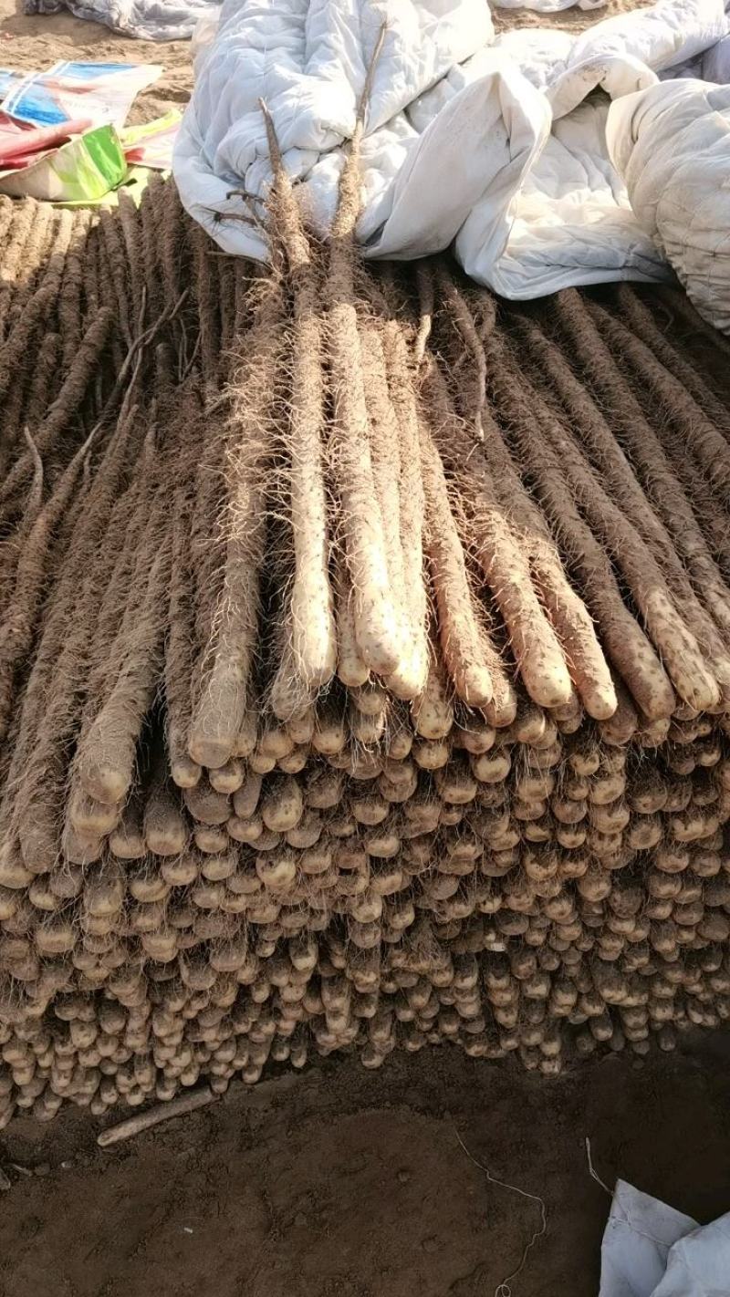 铁棍山药，河北临漳，打捆现货质量保证，可实地看货对接