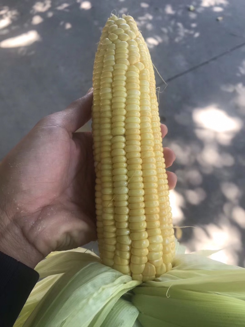 精品太阳花，诚信代办代发，团队常年供应需要的联系