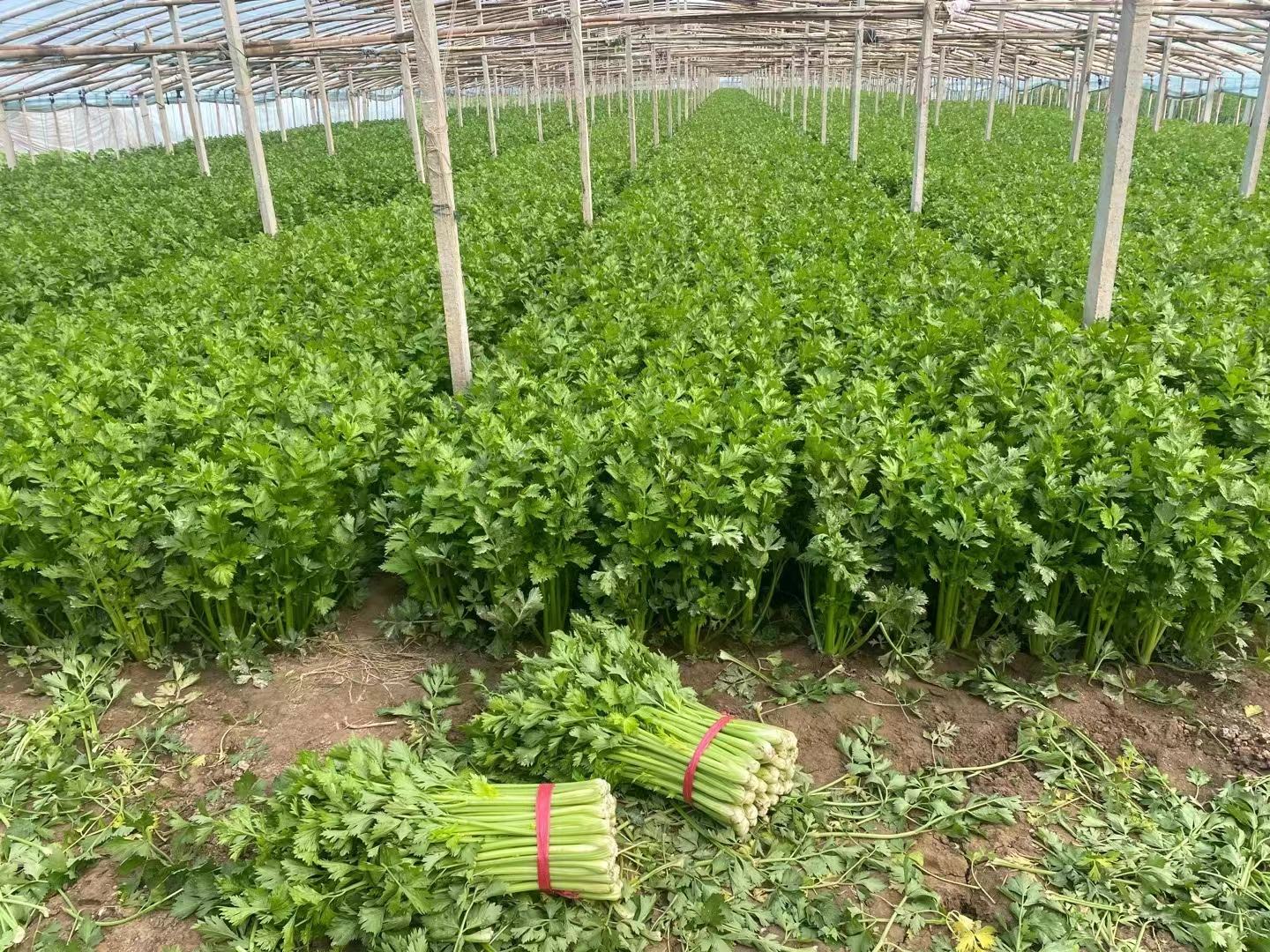 西芹采收品质评估特写图:高清微距呈现成熟叶柄横切面汁液渗出状态、心叶包裹紧密度、表皮光滑度及无病斑特征,体现高品质商品西芹采收标准 西芹采收前品质检测特写:手持一株成熟西芹,展示其乳白色粗壮叶柄、紧凑心叶结构及干净根系;旁边摆放游标卡尺测量叶柄直径(2.8cm)与折断新鲜断面(汁液丰盈、无褐变)