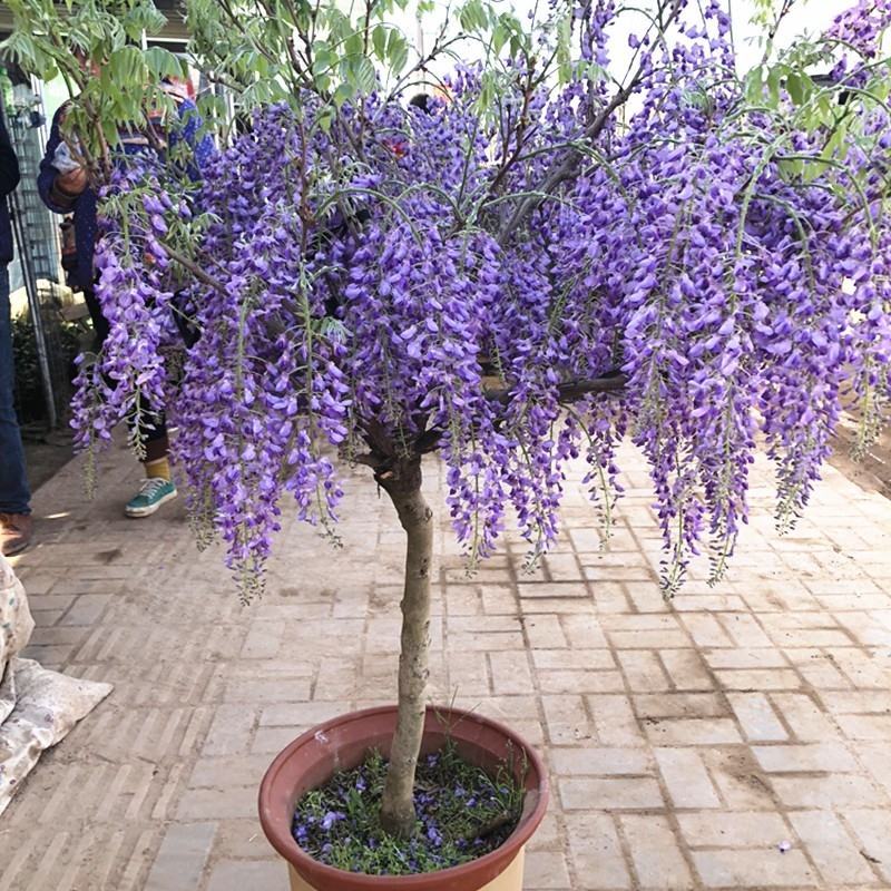 紫藤苗多花紫藤树苗盆栽紫藤花苗攀援花卉紫藤盆栽爬藤植物