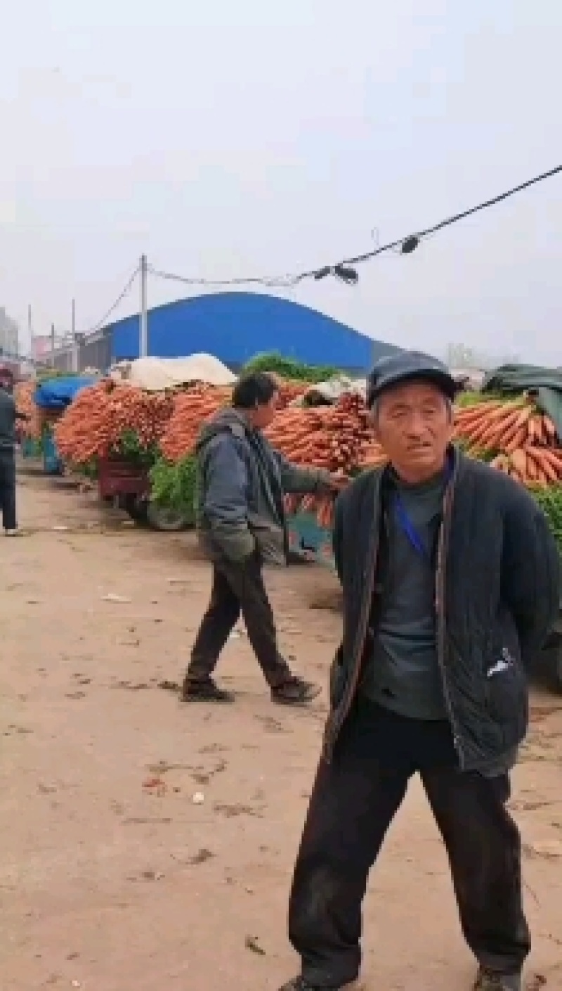【推荐】精品三红萝卜大量上，产地发货，欢迎洽谈合作