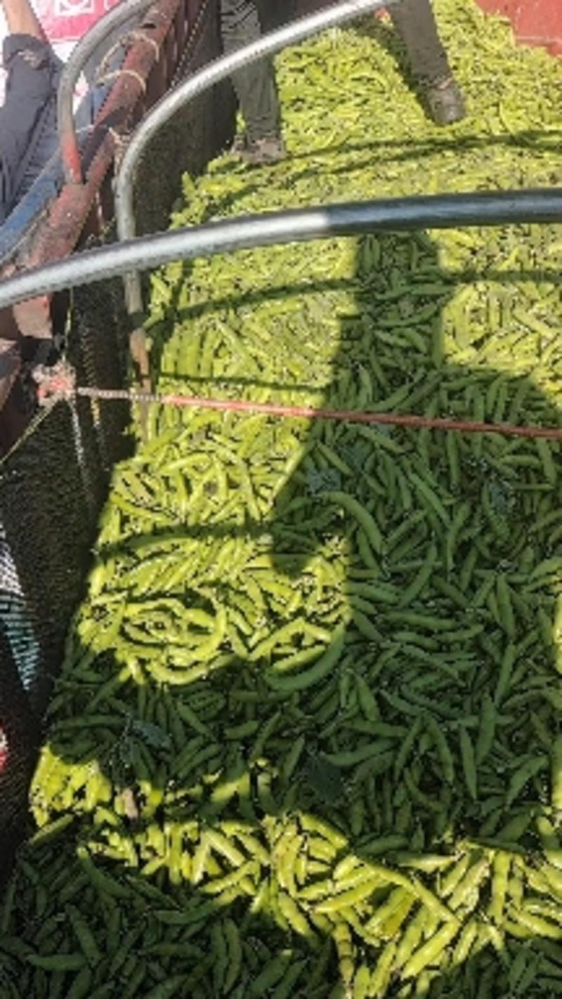 新鲜蚕豆大量上市，云南蚕豆有意者联系，量大从优，