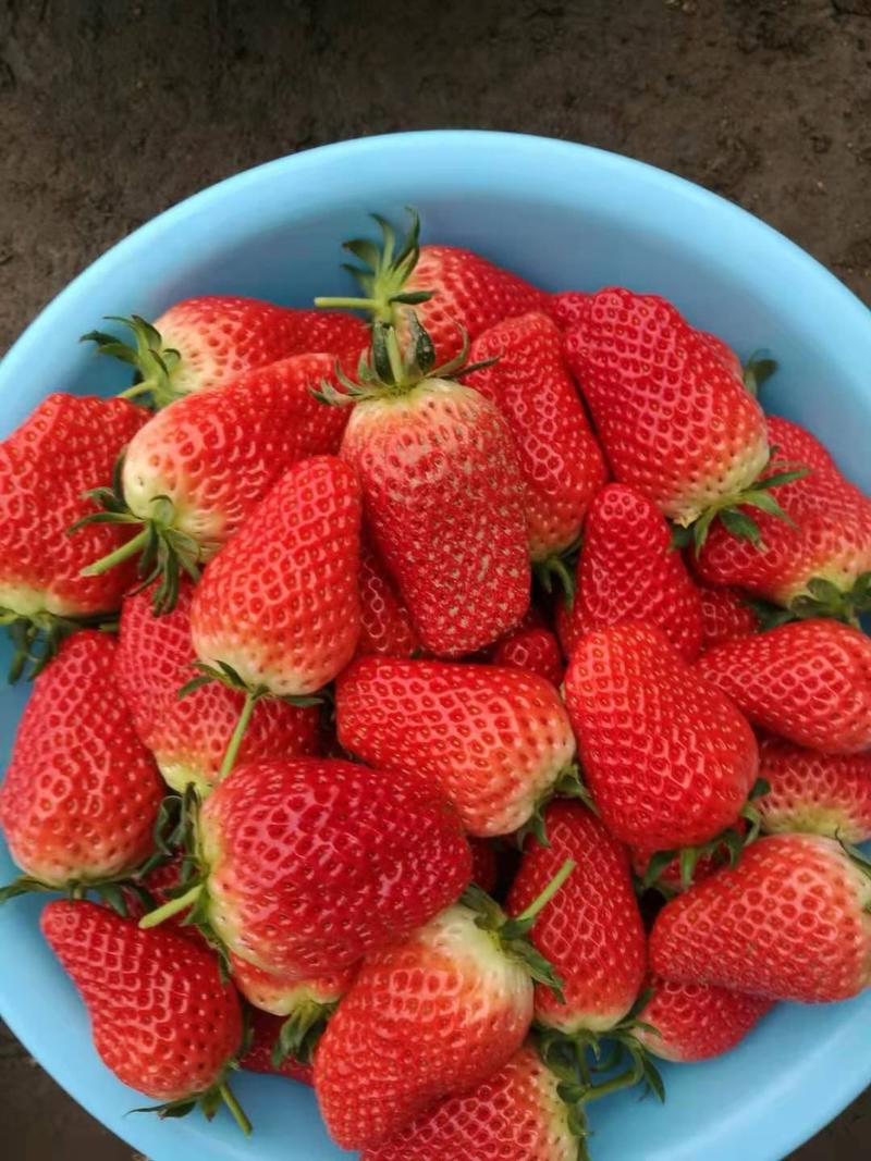 甜宝草莓大量上市，口感香甜，果型漂亮，货量有保证，