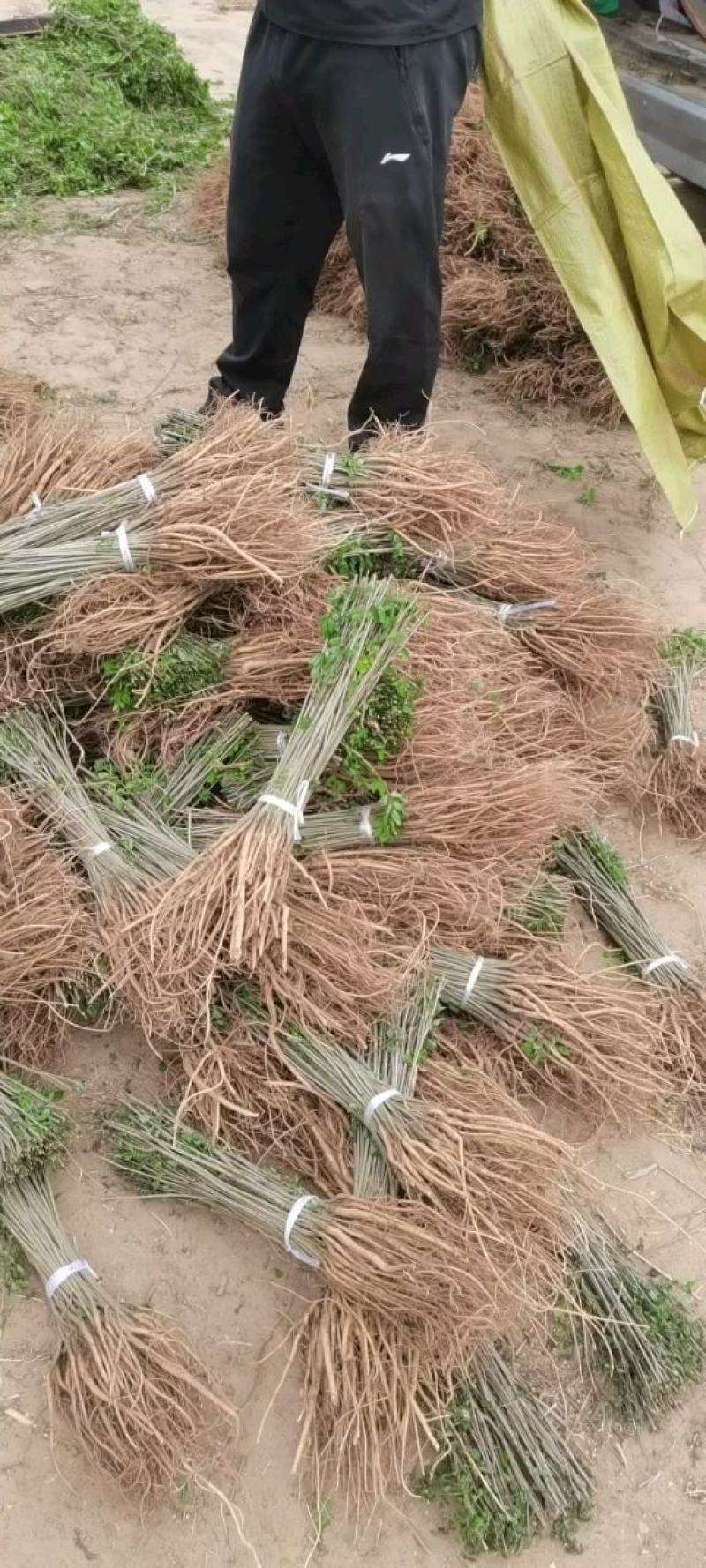 紫穗槐，大量供应紫穗槐，精品紫穗槐，规格齐全
