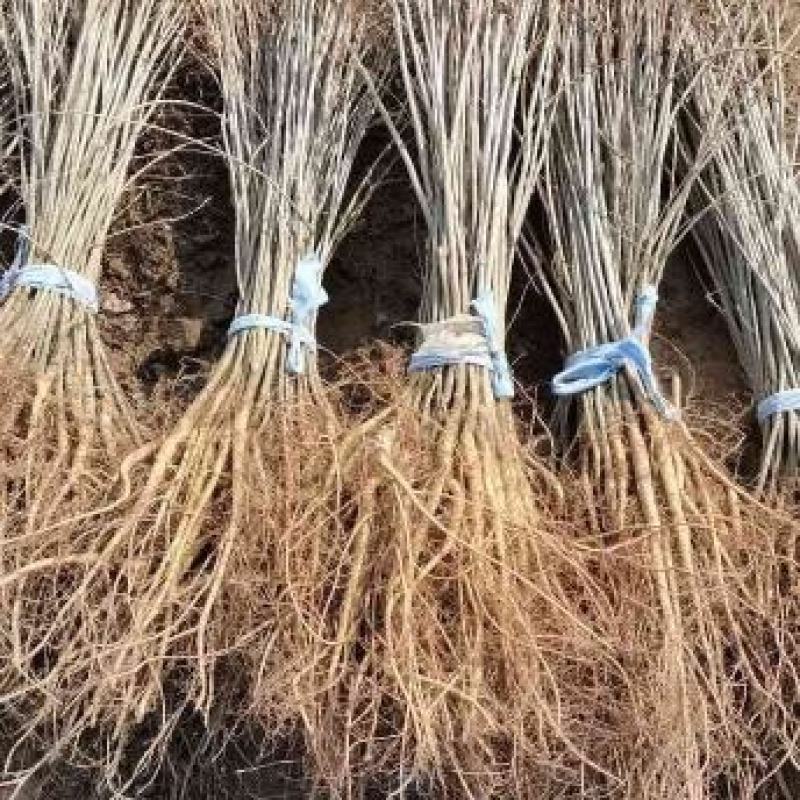 紫穗槐，大量供应紫穗槐，精品紫穗槐，规格齐全