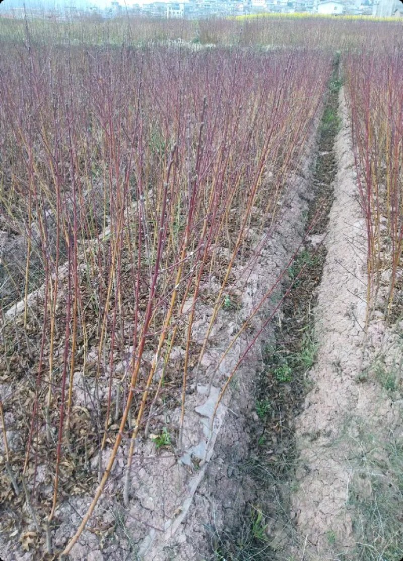 正宗阳山水蜜桃苗，四川苗品种纯，基地直销，阳山水蜜桃树苗