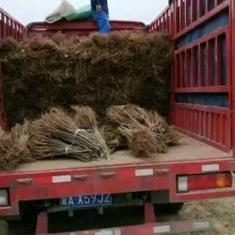 紫穗槐，大量供应紫穗槐，精品紫穗槐，规格齐全