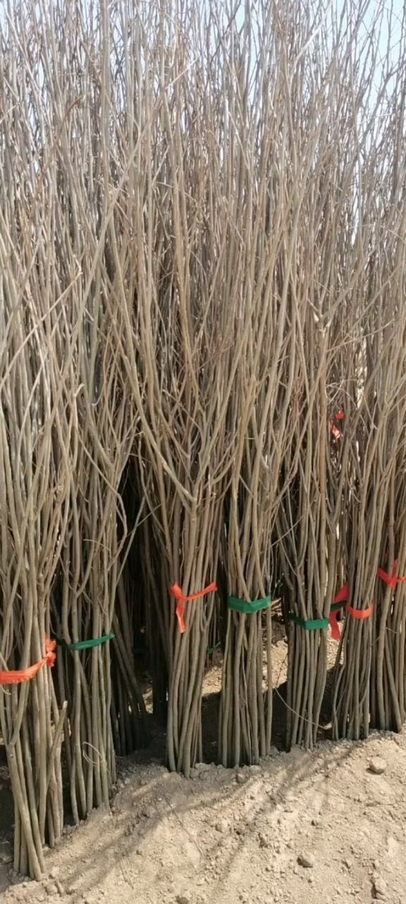 紫穗槐，大量供应紫穗槐，精品紫穗槐，规格齐全