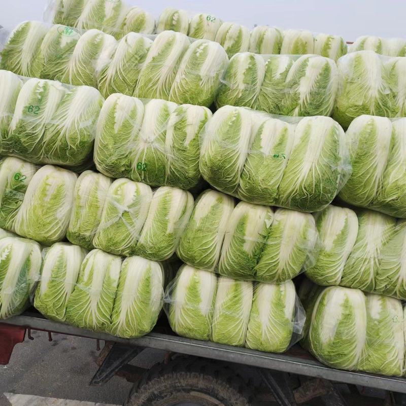 黄心白菜，江苏黄心大白菜，产地一手货源，对接大型批发商