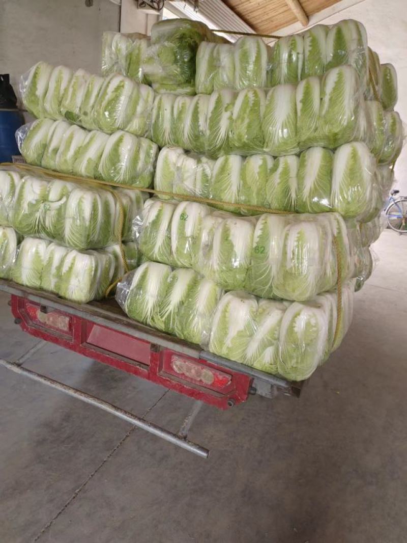 黄心白菜，江苏黄心大白菜，产地一手货源，对接大型批发商