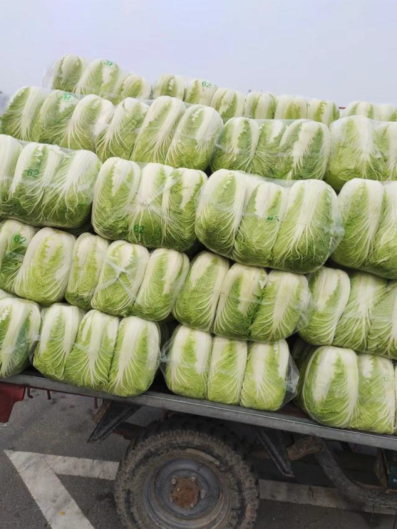 黄心白菜，江苏黄心大白菜，产地一手货源，对接大型批发商