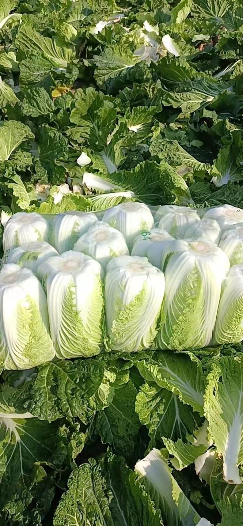 黄心白菜，江苏黄心大白菜，产地一手货源，对接大型批发商