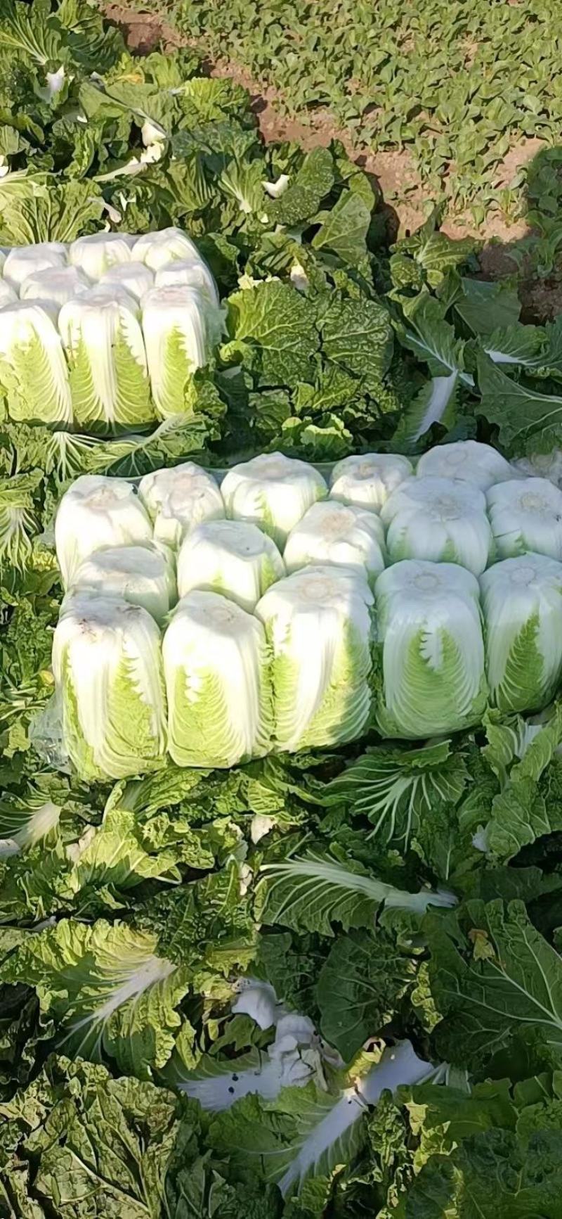 黄心白菜，江苏黄心大白菜，产地一手货源，对接大型批发商