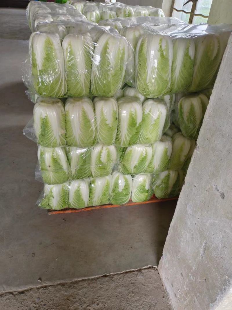 黄心白菜，江苏黄心大白菜，产地一手货源，对接大型批发商