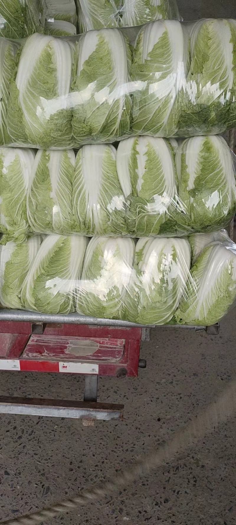 黄心白菜，江苏黄心大白菜，产地一手货源，对接大型批发商