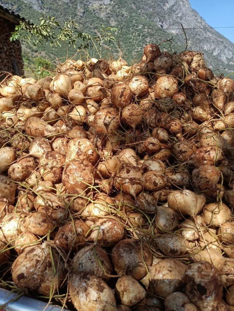 凉薯，口感细腻