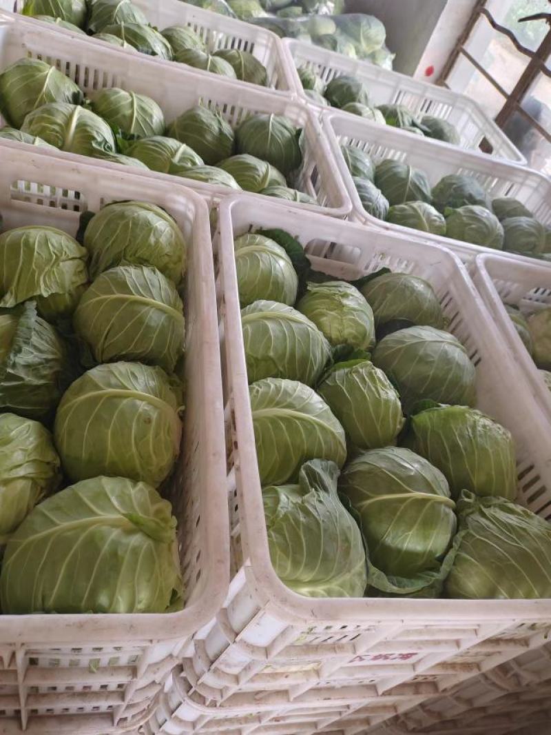 圆包菜，江苏圆包菜，产地发货，质量保证，欢迎来电咨询