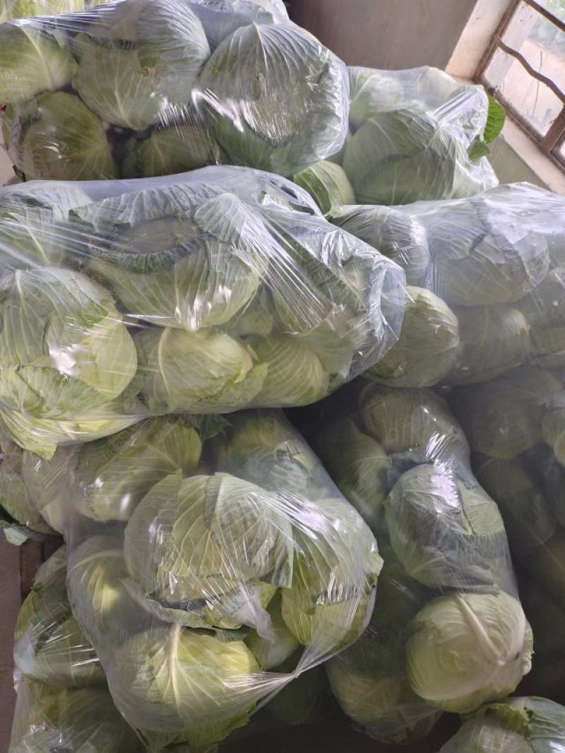 圆包菜，江苏圆包菜，产地发货，质量保证，欢迎来电咨询