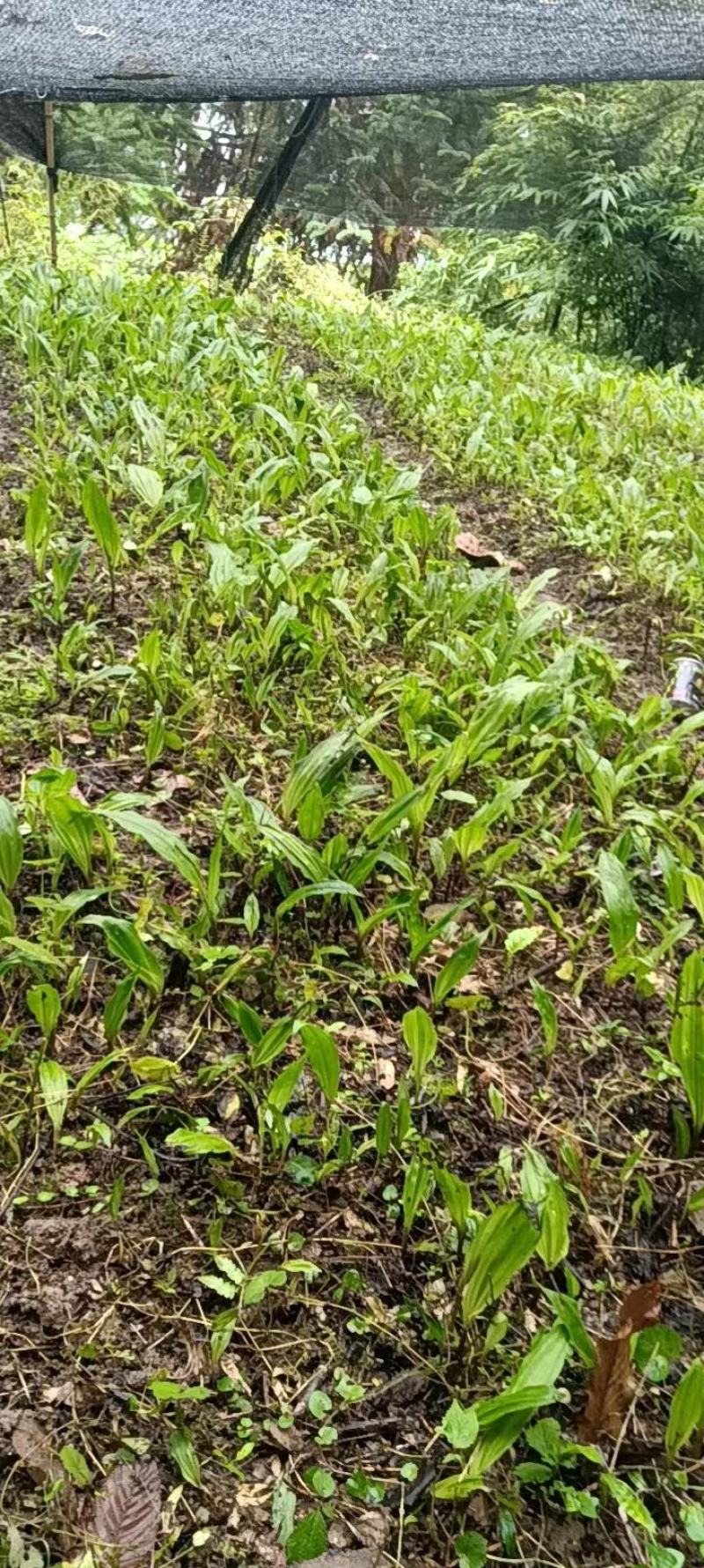 毛慈菇种苗大量有货，自己基地一手货源，量大价格可以谈